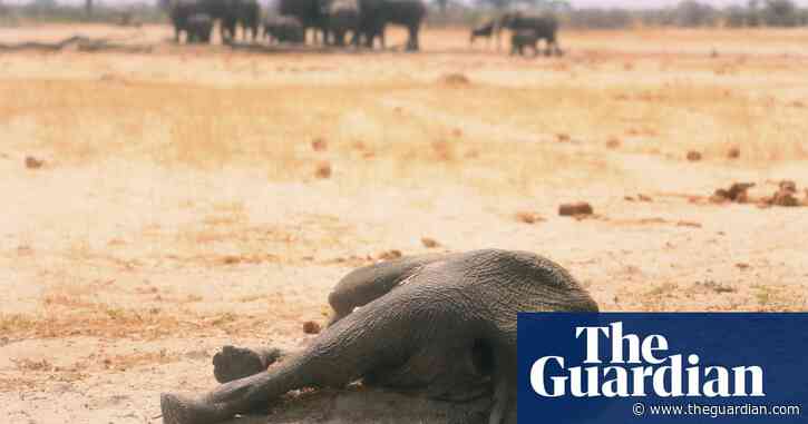 Elephants on the march across African borders as fatalities are on the rise
