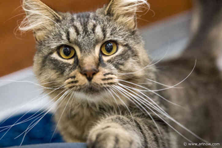 Adoptable Pet of the Week: Tiger