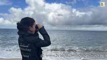 Rangerin auf Sylt und in Neuseeland: Harzerin schützt Umwelt