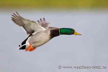 Tragischer Ausgang einer Jagdhund-Ausbildung - Jäger trifft Mann am Kopf