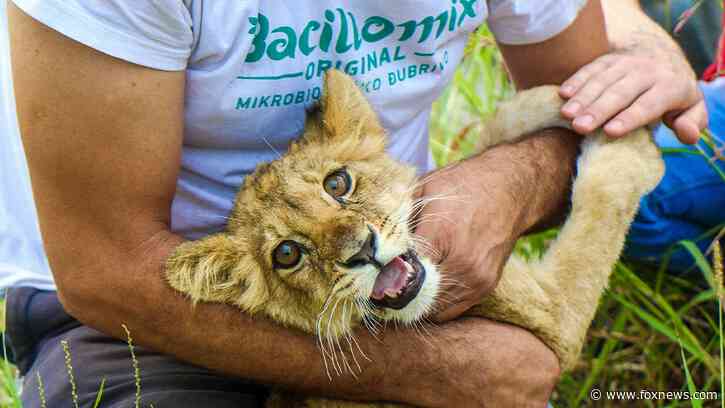 Malnourished lion cub in Serbia found wandering by roadside, police now investigating