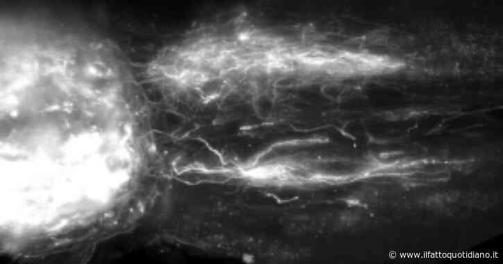 “Topo paralizzato torna a camminare dopo una lesione completa al midollo”. Lo studio sulla terapia genica su Science