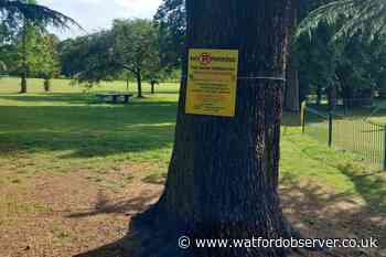 'Magnificent' Woodside Playing Fields tree branches removed