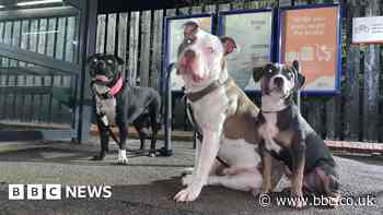 American bully XL Birmingham meet-up can change minds - owner