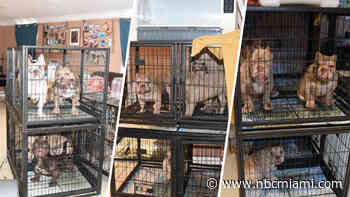 Davie man facing over 180 charges after drug bust turns up illegal puppy mill: BSO