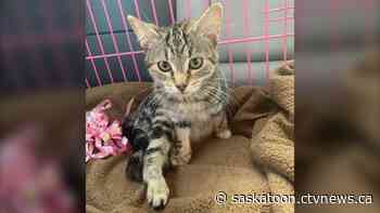 Sask. mechanic discovers kitten inside engine during oil change