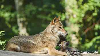 „Zäune helfen nicht gegen Wölfe“: CDU macht Druck auf Özdemir samt „Ideologie“-Vorwurf
