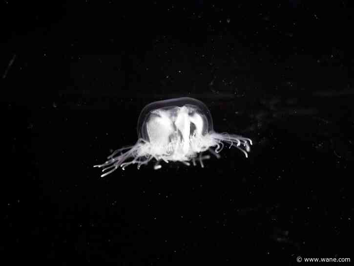 Grace College professor discusses freshwater jellyfish after sighting in Whitley County lake