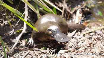 Fears platypus 'stronghold' could be destroyed if housing expansion south of Sydney goes ahead