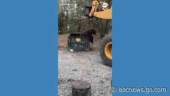 WATCH:  Bulldozer frees bear trapped in dumpster