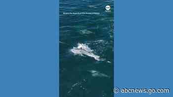 WATCH:  Thousands of dolphins form ‘mega-pod’ in California