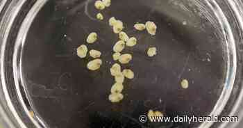 Aquatic studies 101: DuPage ecologists raise mussels, a dragonfly that are basic to local waters