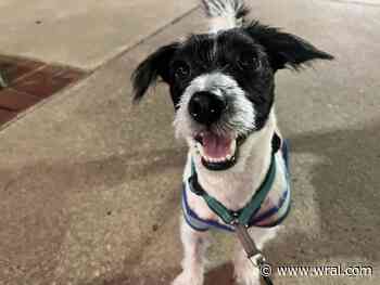 Unleash the fun: Raleigh's top dog parks for your four-legged friend