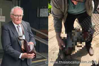 Muswell Hill man who poisoned fox cub guilty of animal cruelty