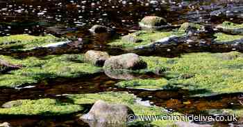 Dog expert warns of mash potato like substance that can kill dogs in 24 hours - list of symptoms