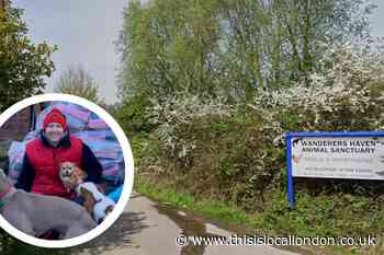 Upminster charity boss blasts American XL Bully dog ban