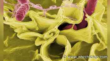 At least 5 lawsuits filed against Avondale taqueria after Salmonella outbreak