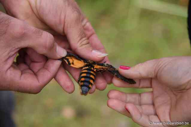 En toen werd de rups … een doodshoofdvlinder: “Veel groter worden nachtvlinders niet in Europa”