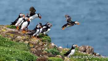Wieso Isländer Papageientaucher von den Klippen werfen