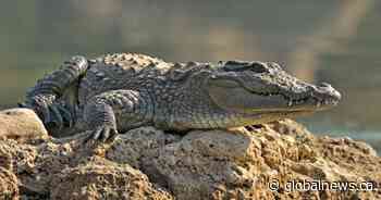 Man fined $7,500 for illegal importation of crocodile meat in Canada