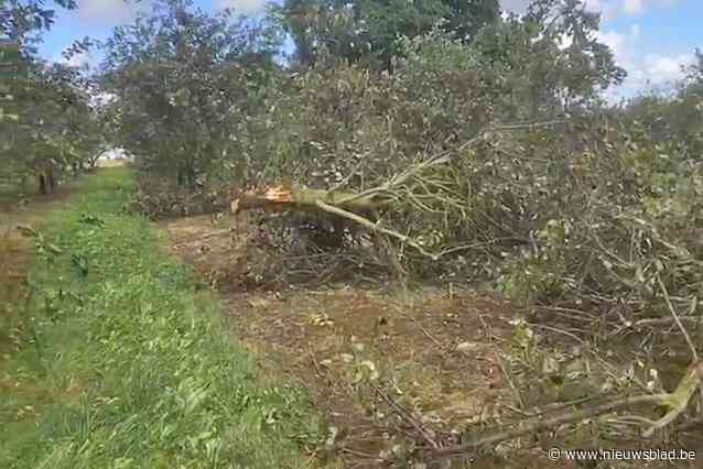 Windhoos raast over kriekenplantage in Jeuk