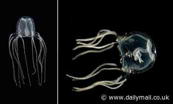 Tough to get your head around! Scientists discover jellyfish can learn from past experience - despite having no brain