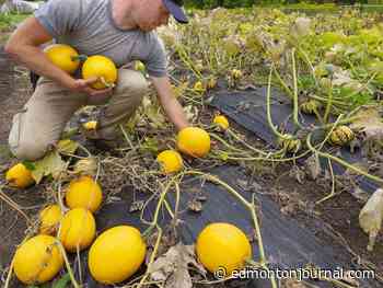Growing Things: Spaghetti squash won't have time to ripen on the vine