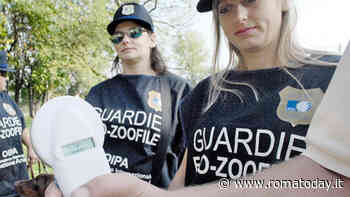 Microchip gratis per cani, gatti e furetti: quando e come fare