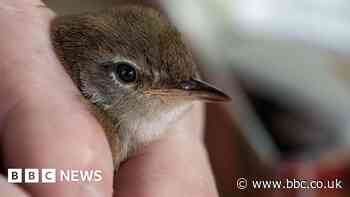 UK migratory birds 'in freefall' over climate change