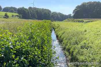 Warmenau: Naturschützer kritisieren Renaturierungspläne
