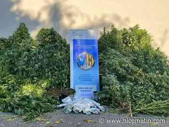 112 plans, trois mètres de haut... Un champ de cannabis découvert dans un village de la Côte d'Azur