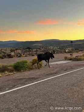 Moose spotted near Abiquiu Lake
