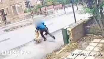 Sheffield dog attack: Animal to be put down after biting man