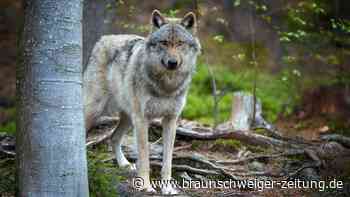 Niedersachsen: Minister will Abschuss von Wölfen erleichtern