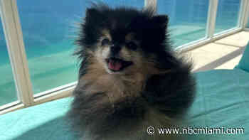 ‘I never imagined it was that bad': Pet sitter charged after dog dies in Sunny Isles Beach