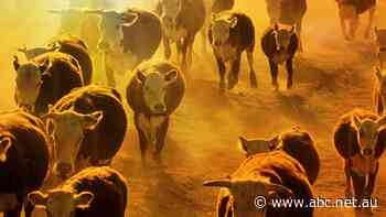 El Niño is back and cattle prices are melting