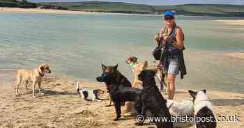 Anger at new rule banning some dog walkers in parts of Somerset