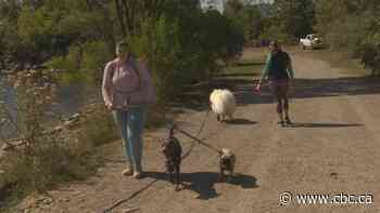 Toronto's off-leash park planning a dog's breakfast, councillors endorse changes