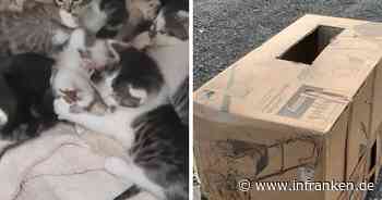 Tierheim Kronach macht grausamen Karton-Fund - "hätten ihre Mama sicher noch gebraucht"
