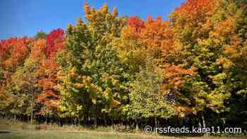 Leaves changing colors again in Minnesota