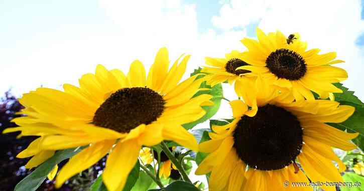 Trotz kühlerer Temperaturen wieder mehr Sonne am Sonntag