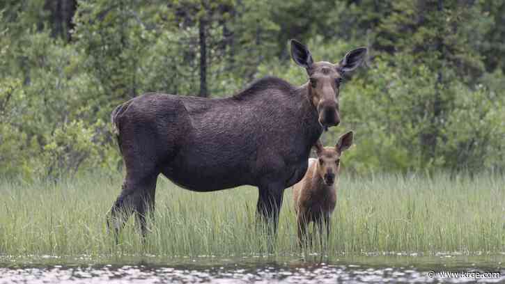 Moose charges, headbutts and stomps on woman walking her dog on Colorado trail