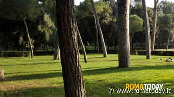 Fondi Pnrr, arrivano gli alberi: approvata la “forestazione” di 16 aree