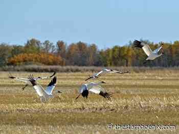 The flight and plight of endangered whooping cranes