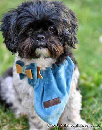 East Ham care home pet dog therapy for dementia patients