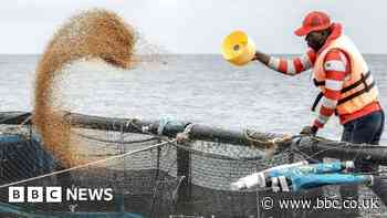 Despite risks fish farms are booming in Africa