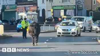 Rogue cow goes on the moo-ve down Sheffield road