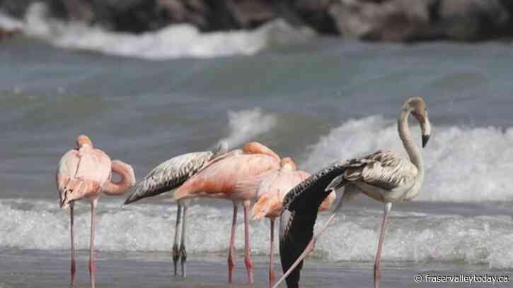 Flamingos in Wisconsin? Tropical birds visit Lake Michigan beach in a first for the northern state