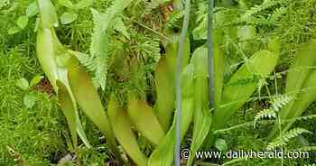 'It takes everybody on board': Volo Bog needs stewards to protect rare and endangered species