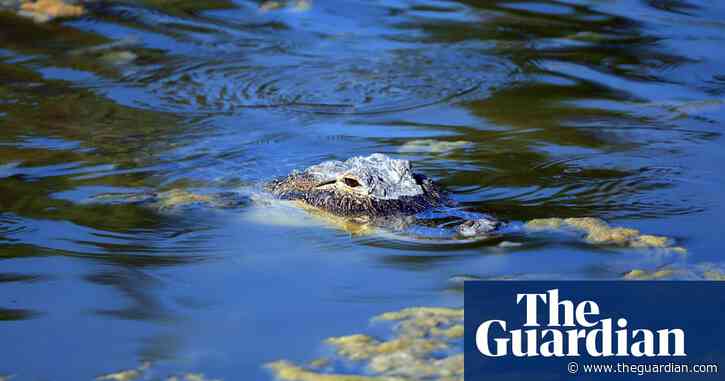 Florida authorities find 13ft alligator in canal with human remains in mouth